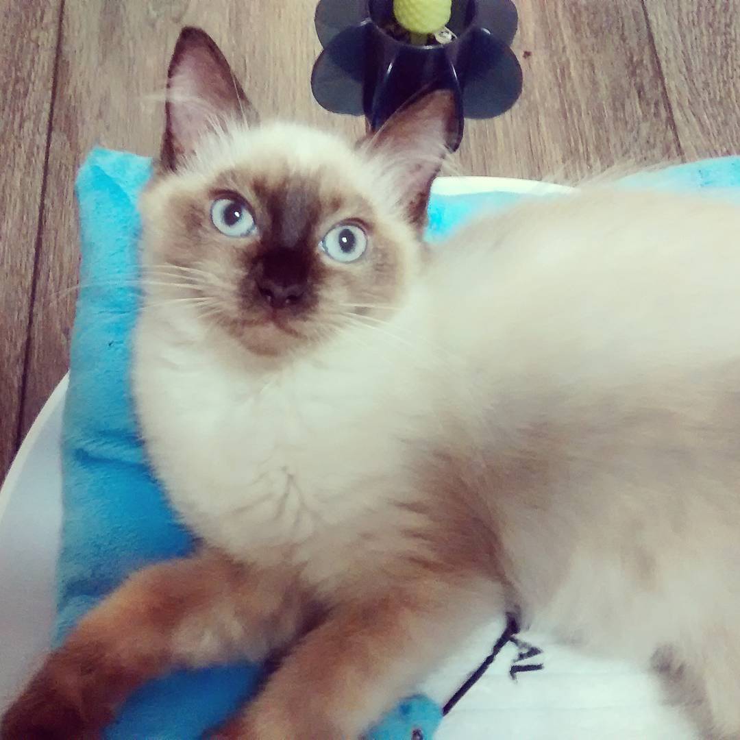 Mythos, the cat.